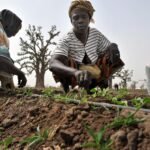 L’agriculture durable au Sénégal : une nouvelle voie pour l’avenir rural